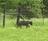 Bear Cub
