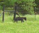 Bear Cub Bear Cub