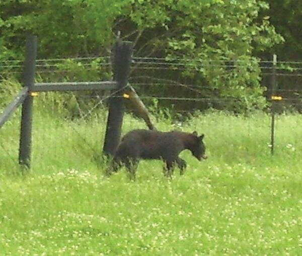 Bear Cub