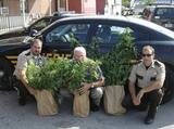 Local law officials discover marijuana in field in Parnell Local law officials discover marijuana in field in Parnell