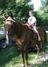 Horse show