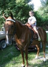 Horse show Horse show