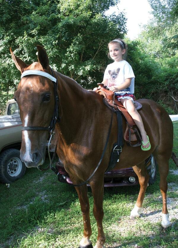 Horse show