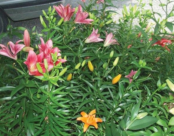 Flowers